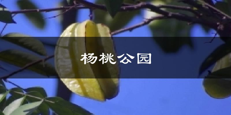 楊桃公園今日天氣